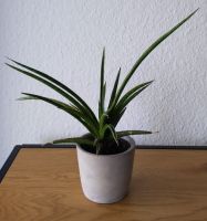 Sansevieria / Bogenhanf inkl. Übertopf München - Schwanthalerhöhe Vorschau