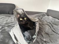 Katze Schottisch KH 1,5 Jahre Alt Münster (Westfalen) - Gievenbeck Vorschau