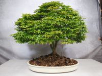 Acer Palmatum Kiyohime Bonsai. Japanischer Ahorn Nordrhein-Westfalen - Lünen Vorschau