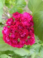 Rosengeranie / Rosenpelargonie Gypsy Rose - Jungpflanze Nordrhein-Westfalen - Rietberg Vorschau