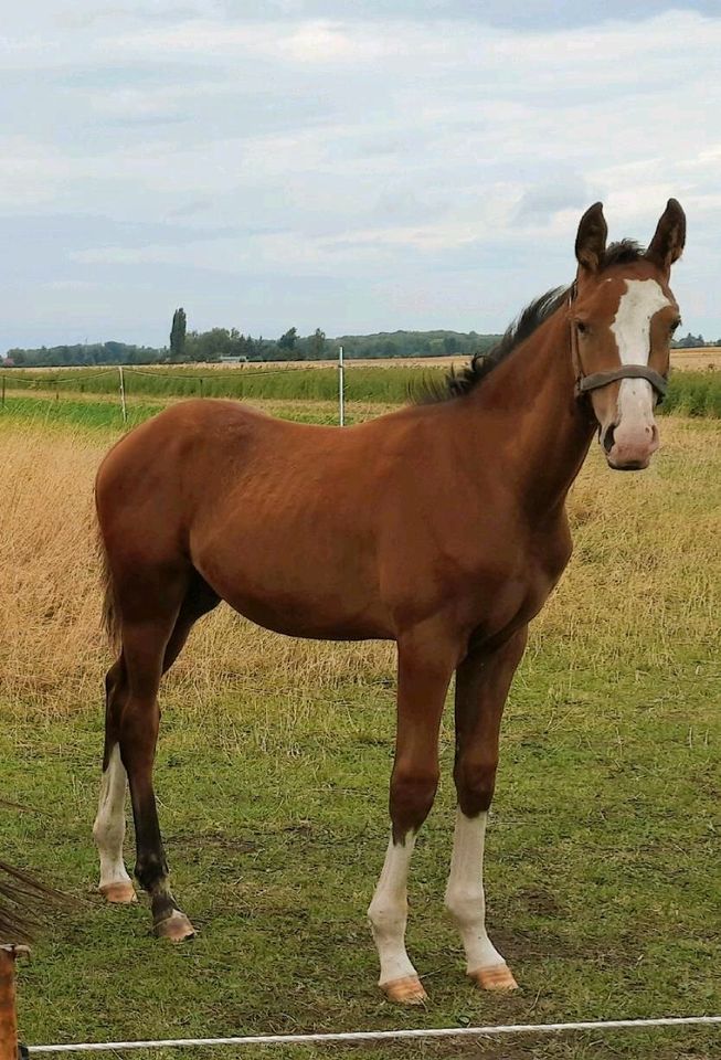 Deutsches Sportpferd Braun Hengst Jährling in Markranstädt