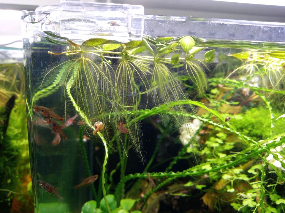 Aquariumpflanzen Rückschnitt Rotala Hydrocotyle Marsilea usw. in Kelheim