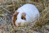 Heu für Nager, Hase, Meerschweinchen Nordrhein-Westfalen - Kierspe Vorschau