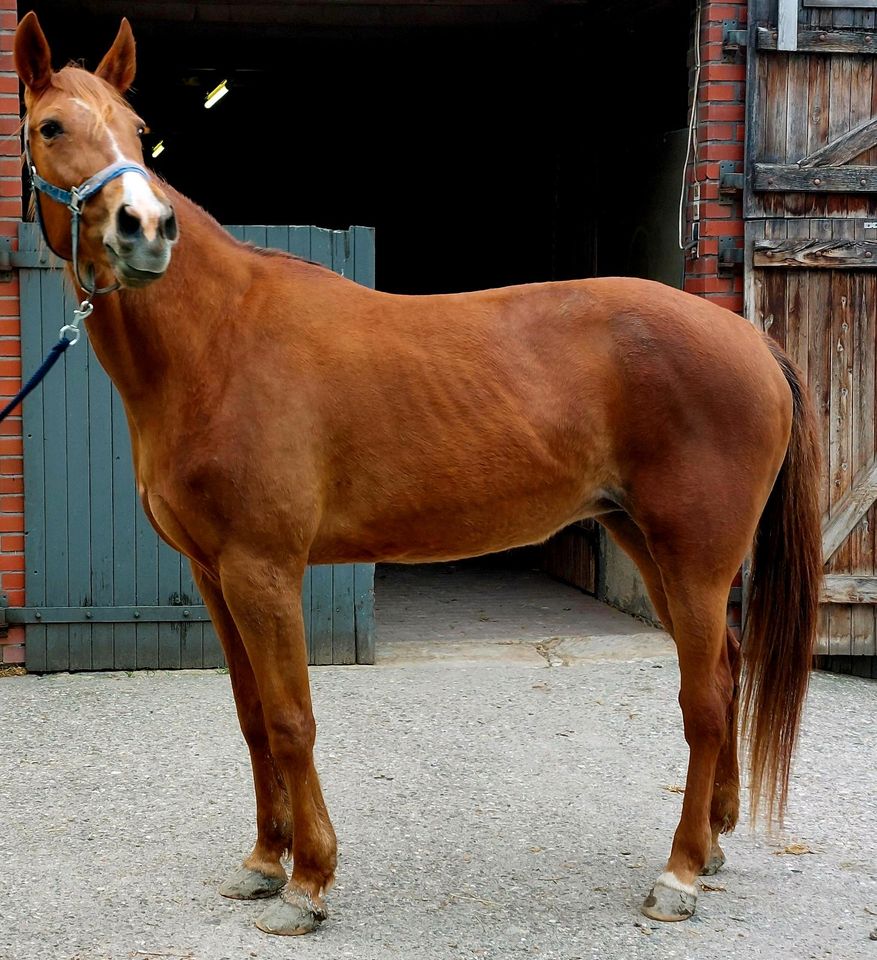 Stute, Traber, Fuchs, Freizeitpferd, reiten, fahren, Kutsche in Billerbeck