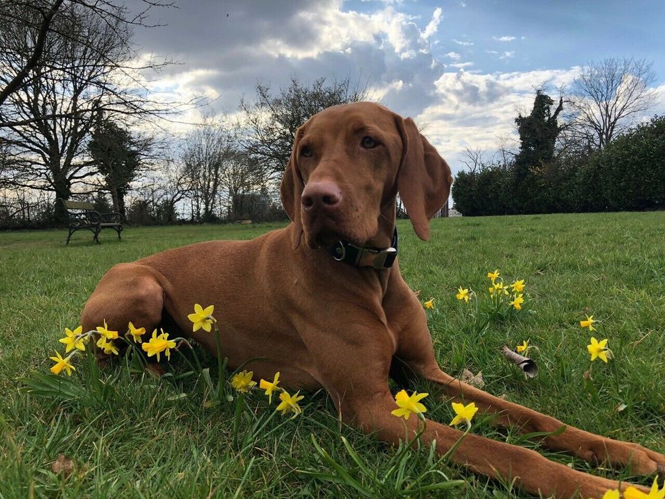 Individuelles Luxus Hundehotel in Ratingen