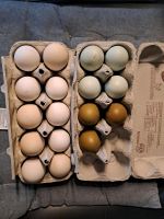 Speiseeier, Eier von meiner bunten Hühner-Truppe Mecklenburg-Vorpommern - Wittendörp Vorschau