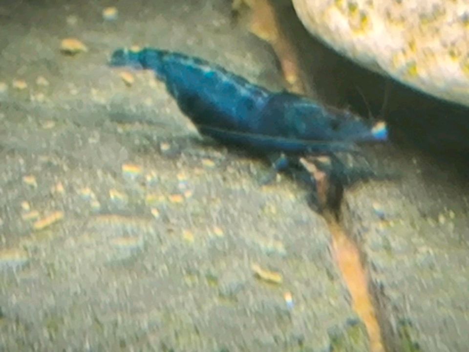 10 Zwerggarnelen Neocaridina Blue dream, in Werl