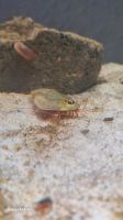 Triops Longicaudatus Eier Rheinland-Pfalz - Dierdorf Vorschau