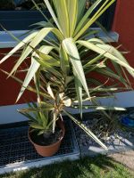 Yucca Palme Sachsen - Aue Vorschau