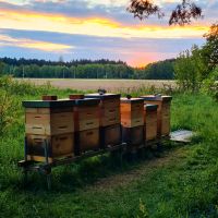 Bienen Ableger auf Dadant Kr. München - Sauerlach Vorschau