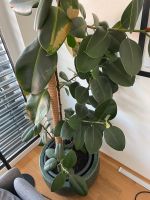 Gummibaum „Ficus Elastica“ / ohne Topf Baden-Württemberg - Ravensburg Vorschau