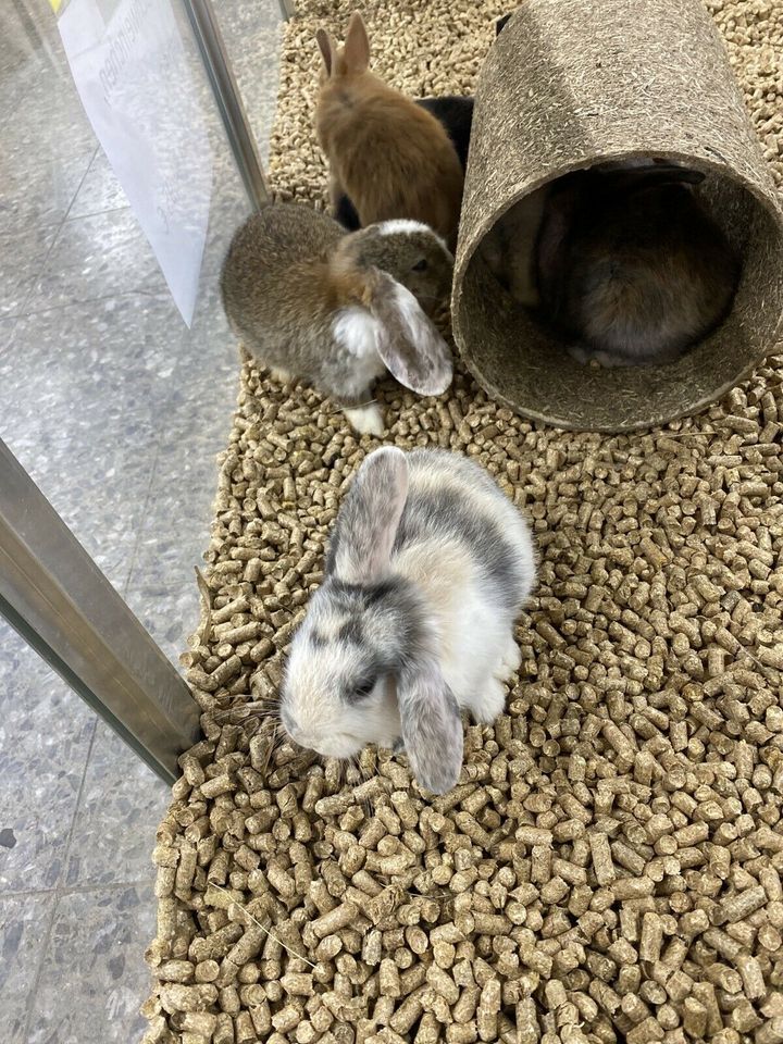 Süße Zwergkaninchen, Kaninchen abzugeben, Garten und Zoo Lieret in