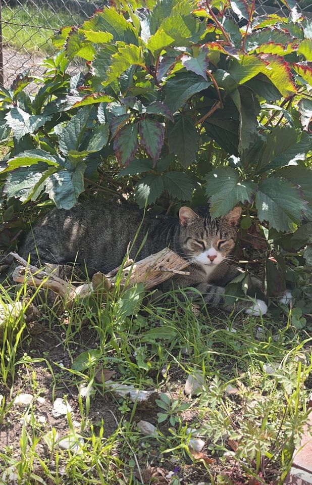 Kater Milan gesucht!!! in Dömitz