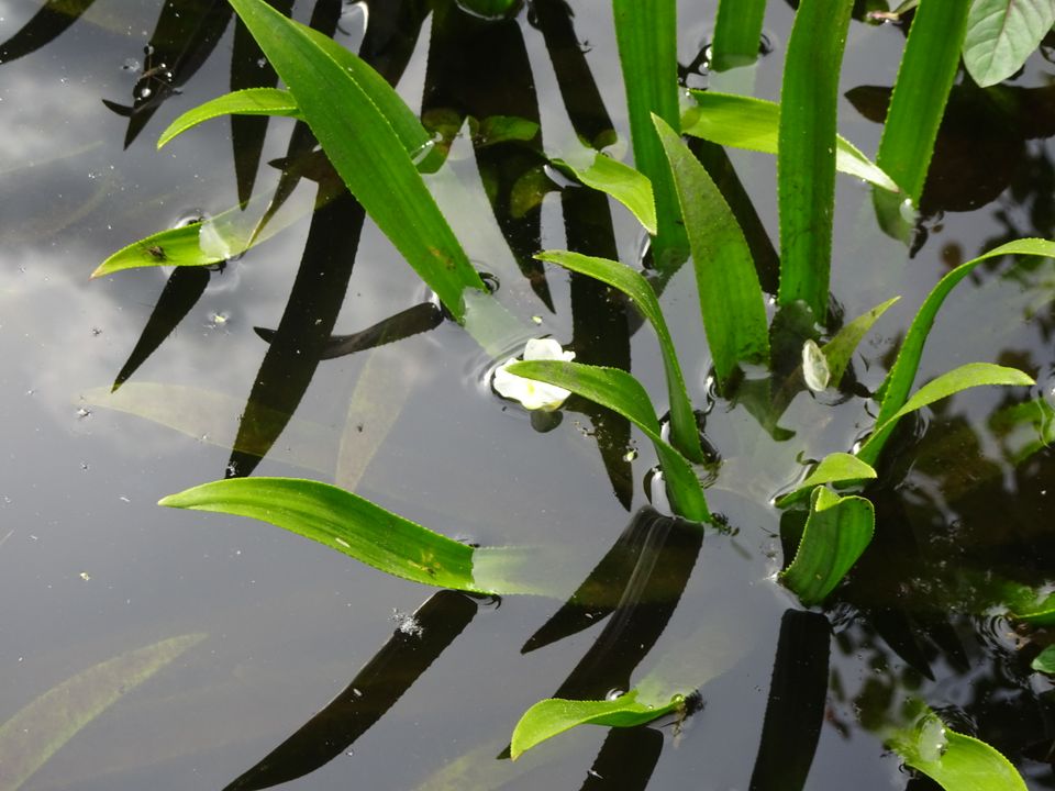 5x Wasseraloe Stratiodes Aloides Teich Wasserpflanzen Krebsschere in Ochsenhausen