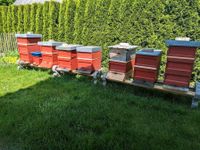Suche dringend Wiese oder ähnliches für Bienenvölker Bayern - Gundelfingen a. d. Donau Vorschau
