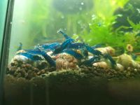 Blue Dream Neocaridina Garnelen 3 Euro Baden-Württemberg - Volkertshausen Vorschau