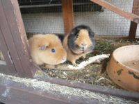 2 US-Teddy Meerschweinchen Parchim - Landkreis - Goldberg Vorschau