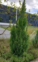 Thuja immergrün Nordrhein-Westfalen - Neuss Vorschau