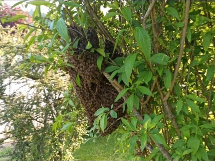 Bienen Bienenschwarm Imker in Oyten