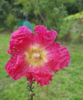 20 Samen Stockrose pink mit gelber Mitte Berlin - Tempelhof Vorschau