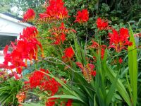 Garten Montbretie, Crocosmia masoniorum Sorte "Lucifer" Hessen - Oberursel (Taunus) Vorschau