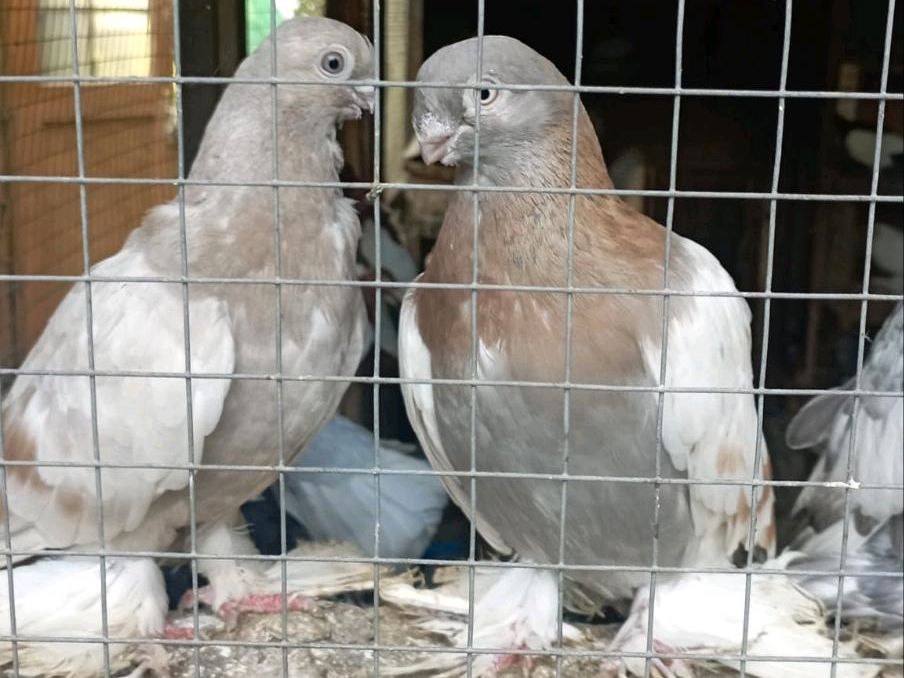 Tauben zu verkaufen in Reinhardshagen
