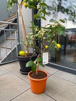 Limettenbaum in voller Blütenpracht / Zitruspflanze Hessen - Bad Vilbel Vorschau