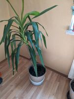 Palme ca 100cm Thüringen - Heilbad Heiligenstadt Vorschau