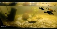 Aquarium Fische Berlin - Mitte Vorschau