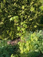 Eschenahorn - Klimabaum für Ihren Garten! Brandenburg - Heidesee Vorschau