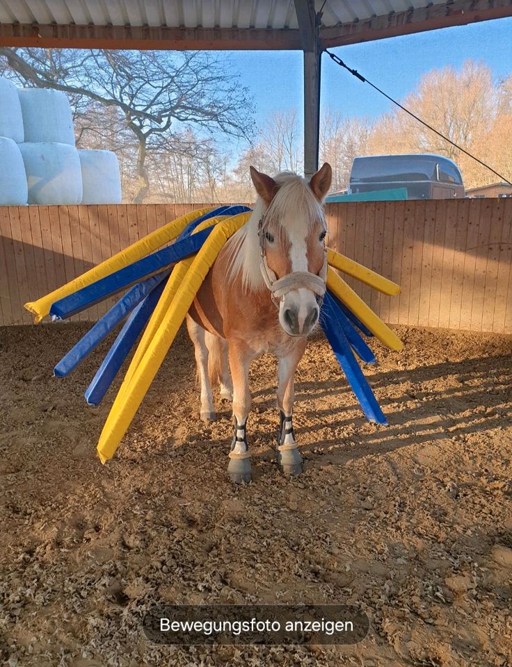 Biete Reitbeteiligung ( Pferd sucht Reiter) in Dörentrup