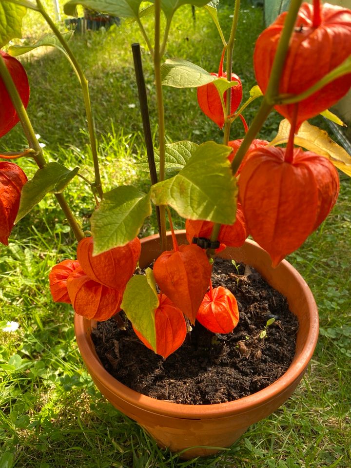 Balkon Gartenblumen Lampionsblume im Topf ca  21 cm winterfest 8€ in Pohlheim