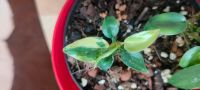 Philodendron Florid Beauty Jungpflanze,  mit 2 Austrieben Nordrhein-Westfalen - Marl Vorschau