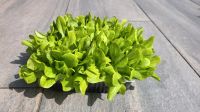 Salat Kopfsalat 10 cm hoch Nordrhein-Westfalen - Kaarst Vorschau