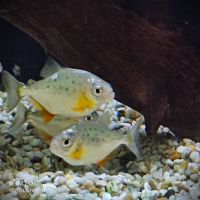 Piranhas klein 5€ mittel 8€  u.andere nicht so altägliche Fische Thüringen - Erfurt Vorschau