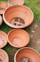 Blumenschalen Pflanzgefäß Friedhof Topf Terracotta-optik Hessen - Wetter (Hessen) Vorschau