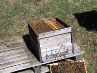 Verkaufe Bienenvolk Carnica auf Zander Thüringen - Hirschberg Vorschau