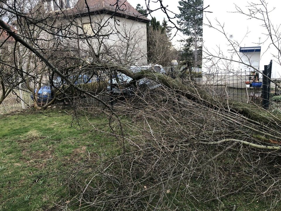 Baumpflege/Fällung und Sturmschaden Beseitigung in Meißen