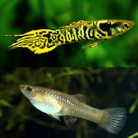 Endler Guppy (Poecilia wingei) Tiger Guppy Niedersachsen - Bad Iburg Vorschau