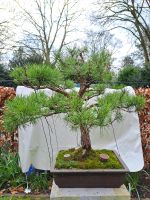 Bonsai Kiefer, H 60 cm ab Schale, B 68 cm Nordrhein-Westfalen - Krefeld Vorschau