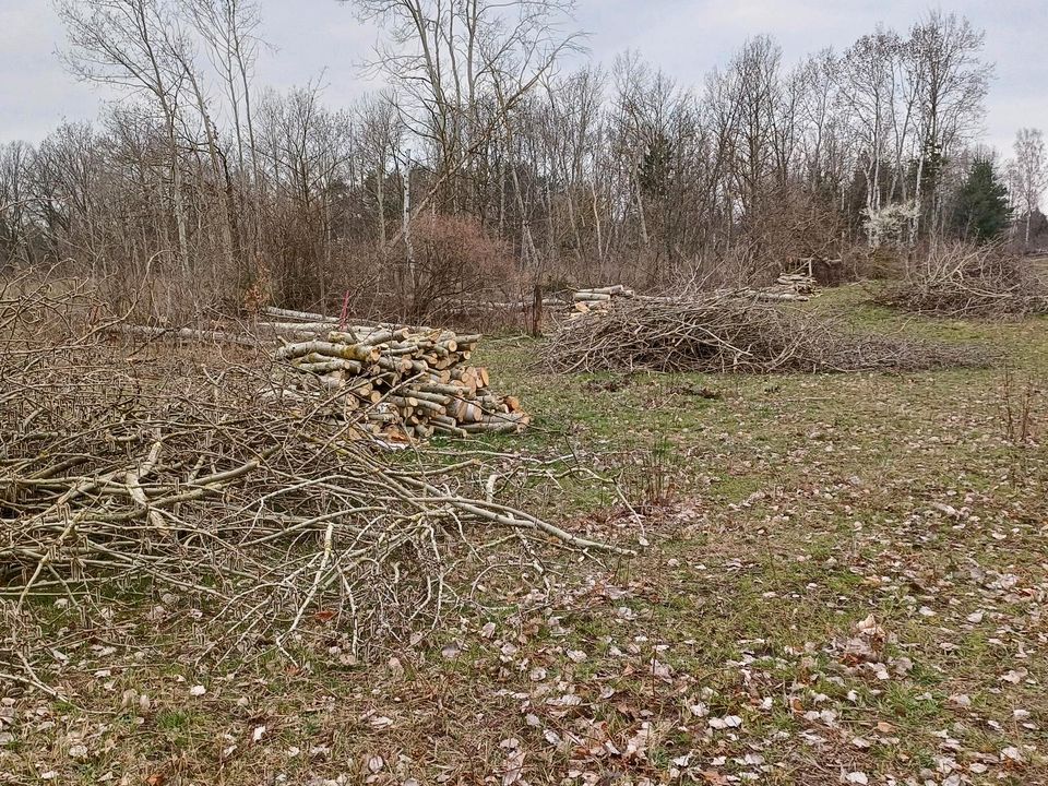 Feuerholz mischholz Pappelholz Kiefer Birke in Spremberg