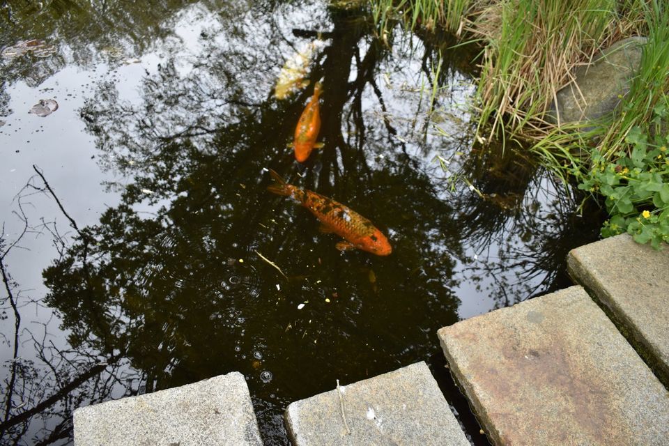 4 große Koi Fische in Berlin