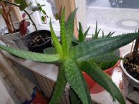 Aloe Vera Pflanze Berlin - Schöneberg Vorschau