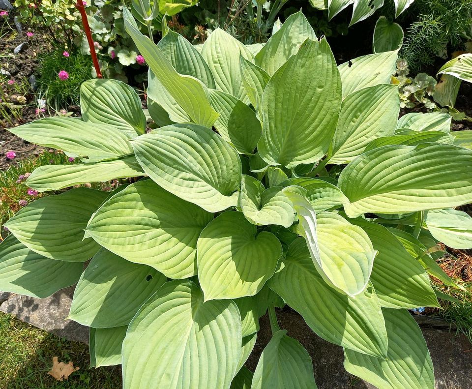 FUNKIE HOSTA winterhart grün gelb Blume Pflanze Garten in Waltrop