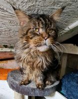 Maine Coon xxl Gentel Gigant Kater Nordrhein-Westfalen - Morsbach Vorschau