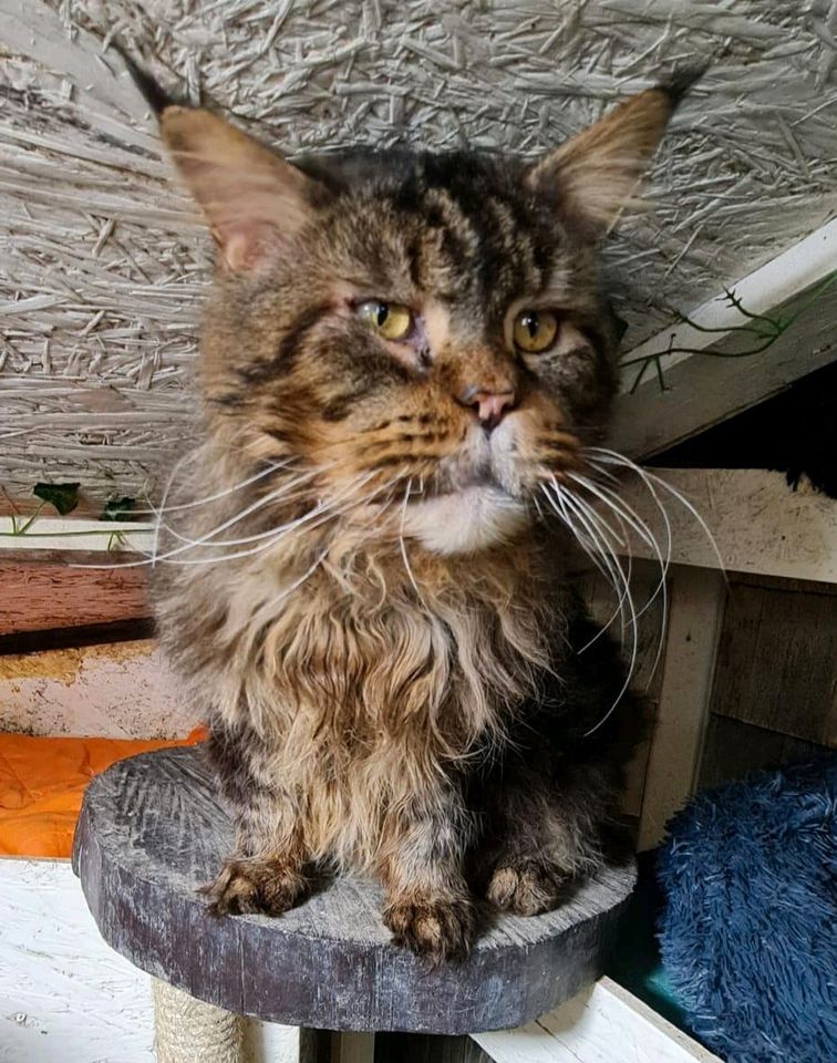 Maine Coon xxl Gentel Gigant Kater in Morsbach