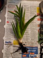 2× Aloe Aristata Hannover - Linden-Limmer Vorschau