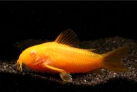 Corydoras Panzerwels CW10 Albino Rarität Nachzuchten Baden-Württemberg - Dietenheim Vorschau