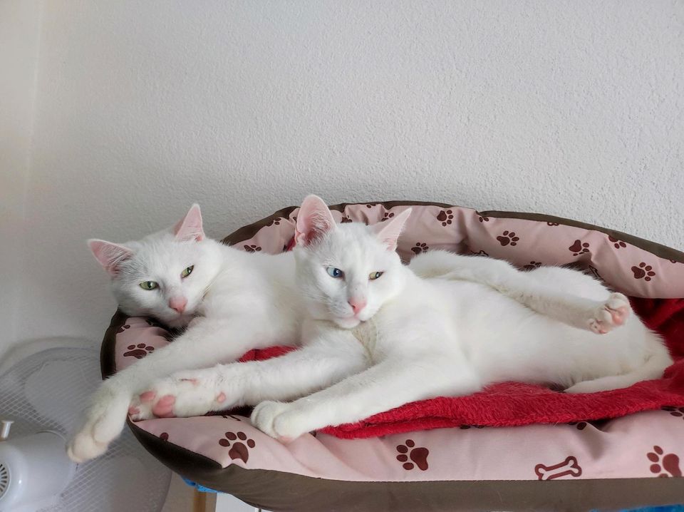 Liebevolles Zuhause für 2 Kater gesucht - Katzen in Chemnitz