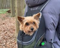 Heribert - Wer verliebt sich in den süßen Kerl? Wandsbek - Hamburg Dulsberg Vorschau